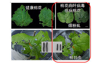 近日，微生物研究所發(fā)現(xiàn)雙生病毒調(diào)控植物免疫平衡實(shí)現(xiàn)全新生態(tài)功能